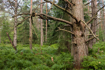 Natural, dark forest, dense thickets and overgrown ground, a nature reserve and a wonderful natural forest. The atmosphere of mystery and beauty