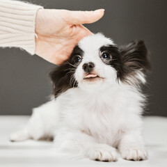 Hands caressing the little papillon black and white puppy. Cute baby dog with black eyes. Pet - man's best friend.   
