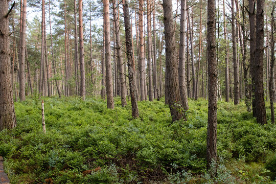 Natural, dark forest, dense thickets and overgrown ground, a nature reserve and a wonderful natural forest. The atmosphere of mystery and beauty © PeterG