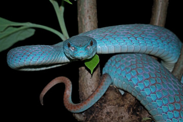 Blue viper snake closeup on branch,blue insularis,Trimeresurus Insularis