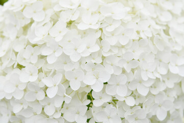 純白の花　アジサイ