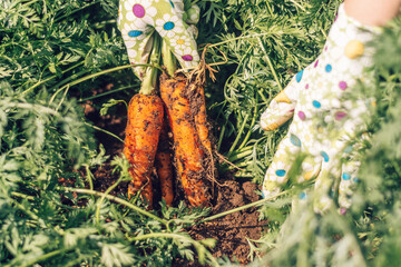 Close-up of a farmer's hands pulling carrots out of the ground.Summer,gardening,harvest concept.Selective focus.