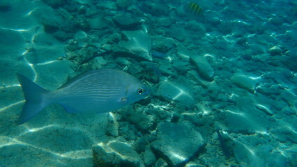 Fototapeta premium Pacific drummer or Bermuda chub or grey drummer, Pacific chub (Kyphosus sectatrix) undersea, Caribbean Sea, Cuba, Playa Cueva de los peces