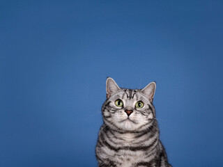 Handsome silver tabby adult British Shorthair cat, sitting up facing front. Looking toards camera with mesemerising green eyes. Isolated on a solid blue background with copy space. - Powered by Adobe