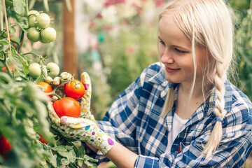 Positive blonde teenage girl in a plaid shirt is picking tomatoes in a glass greenhouse on a summer...