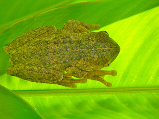 green frog on large green luminous leaf