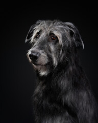 Charming Irish wolfhound on a black background. Dog in backlit studio