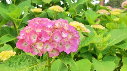 Fototapeta premium Beautifully blooming hydrangea and young leaves