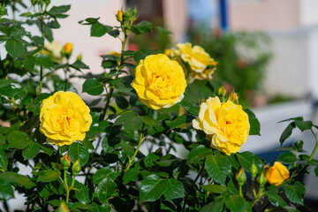 Bush of yellow roses outdoors