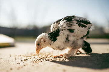 a small cockerel pecks grain