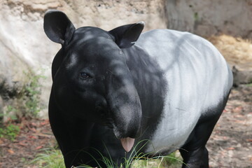 Fototapeta premium バク