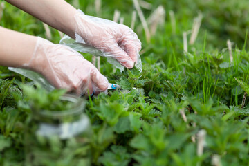 The farmer harvests nettles with gloves.