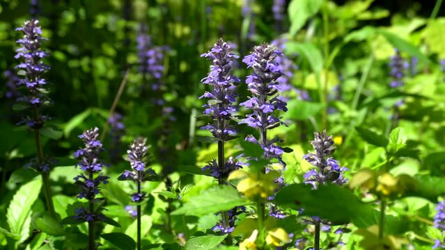 Blue flowers of common bugle (Ajuga reptans) in a spring forest.