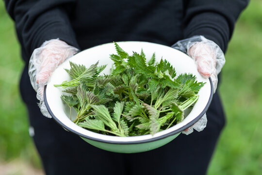 Edible nettles in a bowl, after harvest. Medicinal wild herbs.