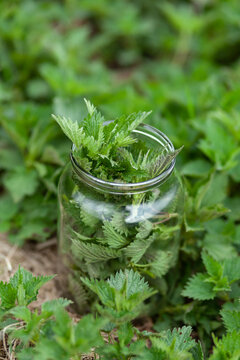 Nettles pick up in a jar in the meadow, wild medicinal herbs.