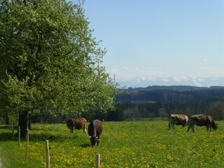Alpenland