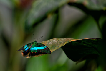 Papilio palinurus on a leaf.