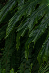 Green natural backgraund of monstera leaves and ferns