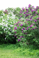 Fototapeta na wymiar Blossom lilac flowers in spring in garden. branch of Blossoming purple lilacs in spring. Blooming lilac bush. Blossoming purple and violet lilac flowers. Spring season, nature background. aroma, 