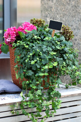 Ive plants and bloom hortensia in basket decorated on steps. Nice green patio at home. Houseplants care. Flowers and plants in flowerpot grow in garden in flower shop on veranda. Blooming garden.	