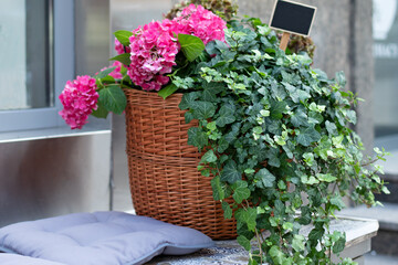 Ive plants and bloom hortensia in basket decorated on steps. Nice green patio at home. Houseplants...