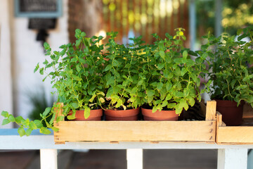 Mixed Green fresh aromatic herbs - melissa, mint, thyme, basil, parsley in pots. Aromatic spices Growing at home. Kitchen herb plants in pots. Fresh spices herbs on balcony garden in pots. Gardening	