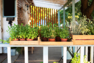 Fototapeta na wymiar Mixed Green fresh aromatic herbs - melissa, mint, thyme, basil, parsley in pots. Aromatic spices Growing at home. Kitchen herb plants in pots. Fresh spices herbs on balcony garden in pots. Gardening 