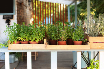 Fototapeta na wymiar Mixed Green fresh aromatic herbs - melissa, mint, thyme, basil, parsley in pots. Aromatic spices Growing at home. Kitchen herb plants in pots. Fresh spices herbs on balcony garden in pots. Gardening 