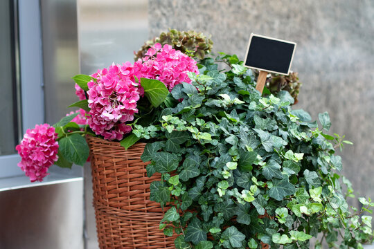 Ive plants and bloom hortensia in basket decorated on steps. Nice green patio at home. Houseplants care. Flowers and plants in flowerpot grow in garden in flower shop on veranda. Blooming garden.	