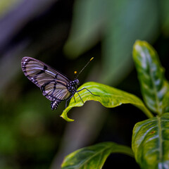 Transparent wings of butterfly Greta Oro