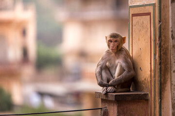 Lonely monkey at the Monkey Temple in Jaipur, Rajasthan