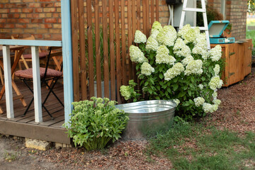 Blooming bushes white hydrangea and old iron bowl on the backyard of wooden house, summer...