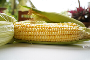 Fresh corn or maize isolated in white background.