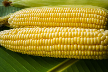 Cobs of ripe raw corn lay on a green banana leaf.