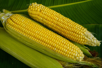Cobs of ripe raw corn lay on a green banana leaf.