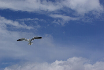 Nature background with blue sky with clouds and flying bird
