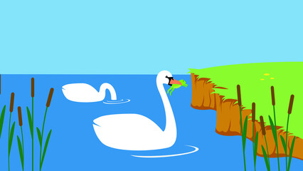 Two swans swim in the lake near the shore