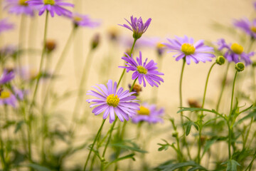 belles fleurs violettes dans un champs 