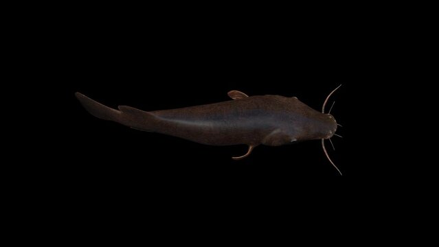 4K Catfish Top View animation.4K 3840x2160.7 Second Long.LOOP.