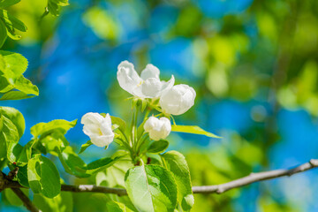 Blooming apple tree in spring. Apple flowers. Selective focus.
