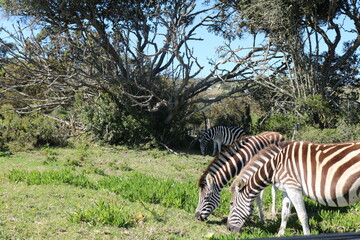 zebra in the wild