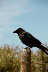 Crow on the dunes