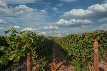 Fototapeta na wymiar Beautiful vineyard in tuscan countryside in Italy.