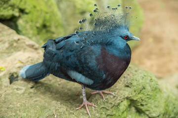 Victoria crowned pigeon close-up.