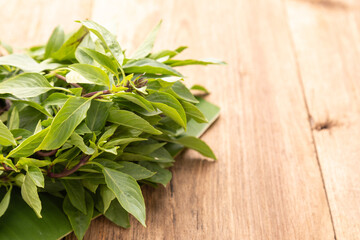 Bundle of Thai green basil leaf or Hairy Basil on wooden table background. Food and healthcare concept