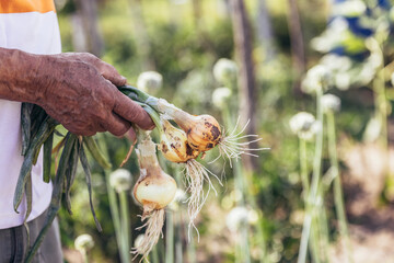 Senior man picking onion harvest from vegetable garden in village. Close up.