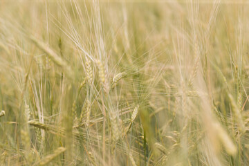 Wheat rye field, ears of wheat close-up. The concept of harvesting and harvesting. Ripe barley in the field, shallow depth of field.