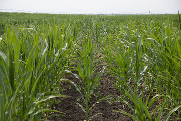 Obraz premium Low altitude aerial photo of maize also known as corn is a cereal grain which has become a staple food in many parts of the world with the total production of surpassing that of wheat or rice