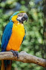 A blue and yellow macaw sits on a tree branch.  