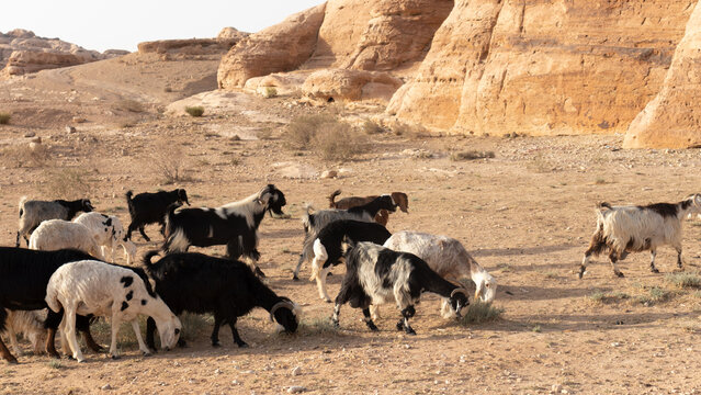 Travel in Jordan: wildlife and human habitation in an inhospitable yet amazing land